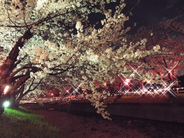 大口町五条川の夜桜